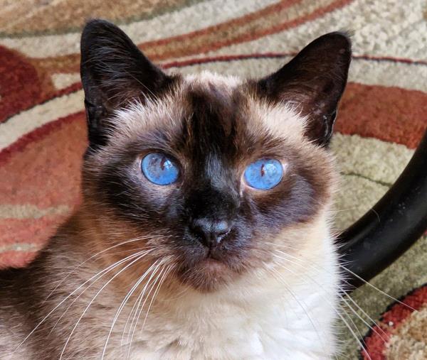 /Images/uploads/The Murphee and Sugar Angel Foundation/murpheeandsugar-pet-photo-contest-fundraiser/entries/27853thumb.jpg
